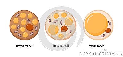 Vector set of brown, beige and white fat cells. Illustration of adipose tissue Vector Illustration